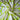 Natural Muslin Silk Lime Green Big Polka Pattern Printed Fabric