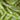 Natural Muslin Silk Lime Wave Geometry Pattern Printed Fabric