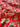 Red Floral Tangle Pattern Printed Pure Cotton Fabric