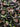 Midnight Garden Sequin Embroidery Fabric