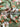 Sage Green Floral Pattern Printed Pure Cotton Fabric